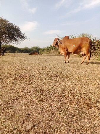 थंबनेल 2