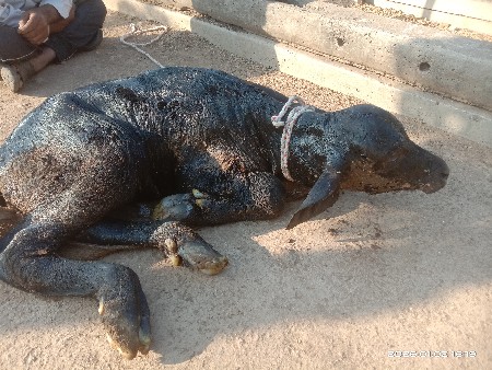 થંબનેલ 3