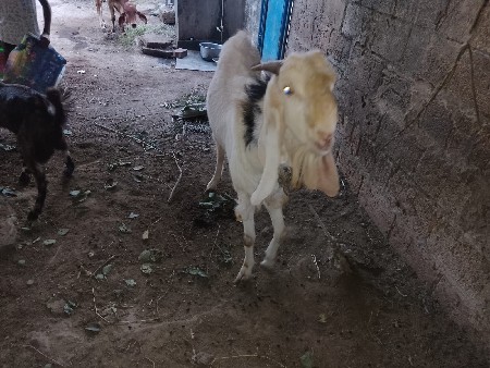 થંબનેલ 3