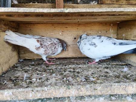 થંબનેલ 3