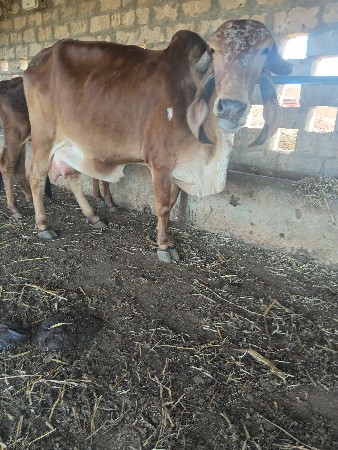 ગાય આપવાની છે