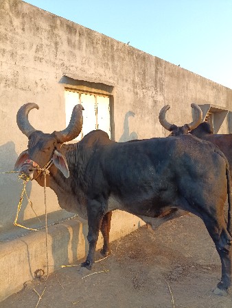 વેસવાનો સે