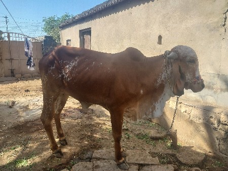 ગિર હોળકી 2