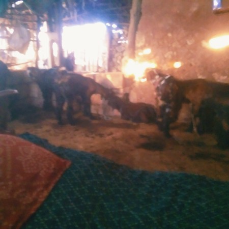 વેસવાના. છે