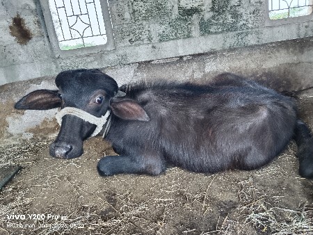 થંબનેલ 2