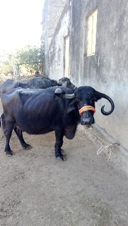 थंबनेल 3