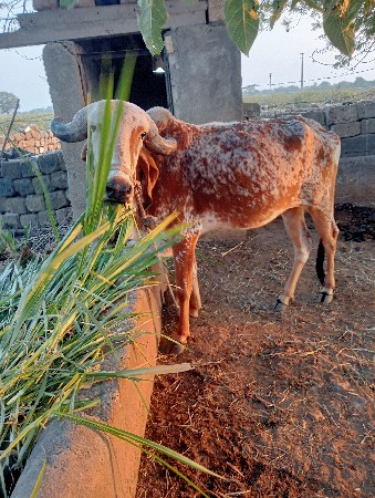 વોડકી વેચવાની સે