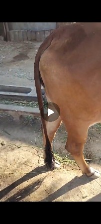 ગીર હોડકી સે  ભાવનગર લાઈન ની