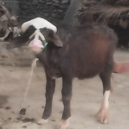 થંબનેલ 2