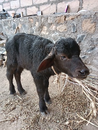 थंबनेल 2