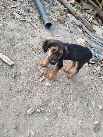 જાત કુકર સીપીનીયર