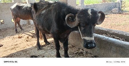 2  ખળેલા વેચવાના છે