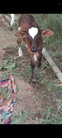 ગાય વેચવા નિ છે