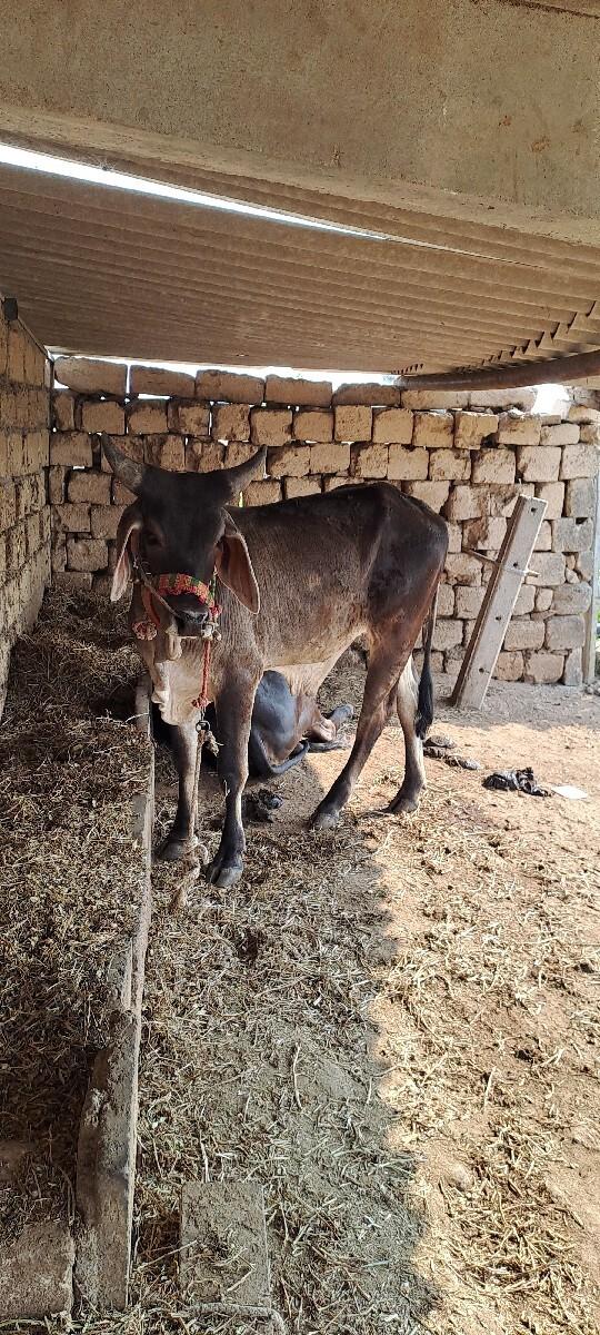 थंबनेल 3