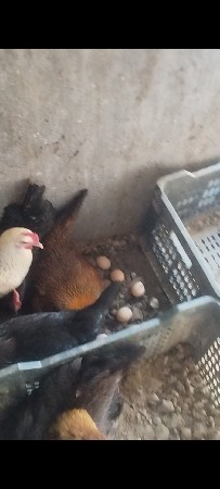 સોનાલી મુરઘી