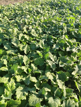 રીંગણી નો રોપ વેચવાનો છે.