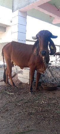 પેલા વેતરની ગીર ઓડકી