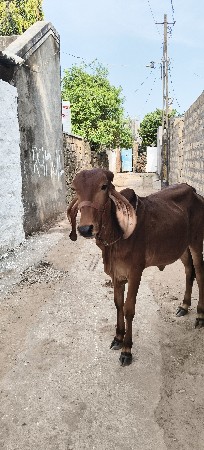 vachhdi vecha vani he