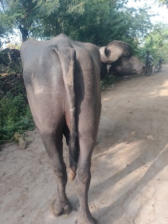 થંબનેલ 2