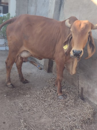 2ગાય આપવાનીસે