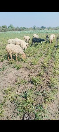 ચાલી40 ગાર્ડન પાંચ5 બકરા