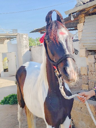 થંબનેલ 2