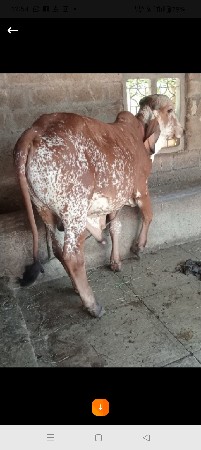 थंबनेल 2