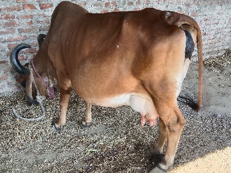 ગાય વેચવાની  છે