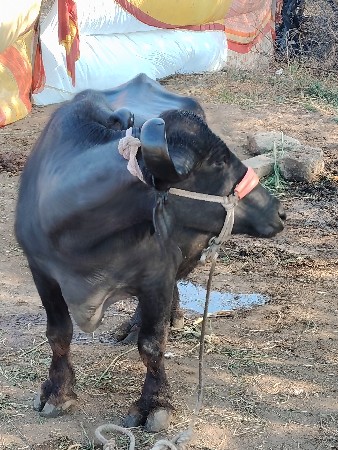 ભેંસ વેચવાની છે ચોથુ વેતરછે