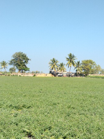 જમીન વેશવાની છે