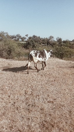 ગાય વેચવાની છે