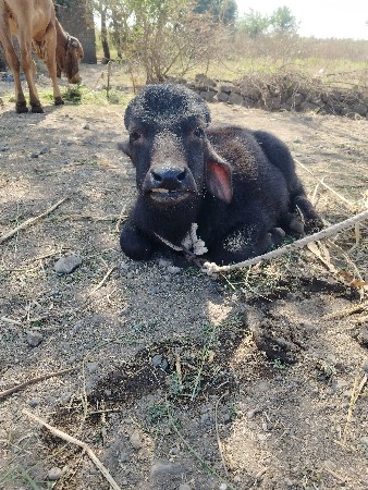 थंबनेल 3