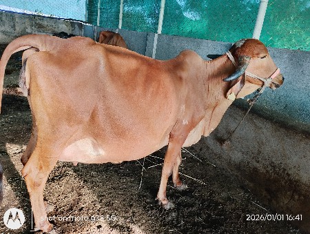 થંબનેલ 3