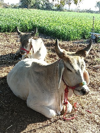 थंबनेल 2