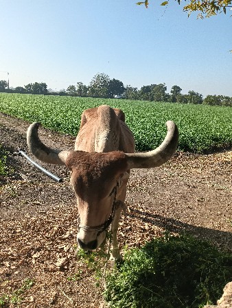 વેચવાનો છે