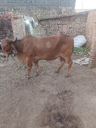 ગીર ગાય વેચવાની છે