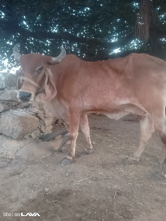 थंबनेल 3