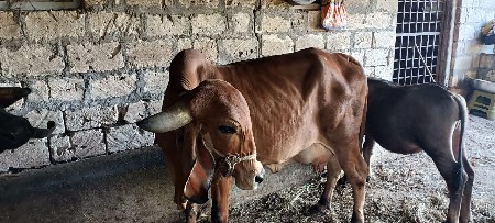 ગાય વેસવાની સે