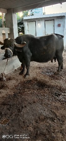 ભેંસ વેચવાની. છે