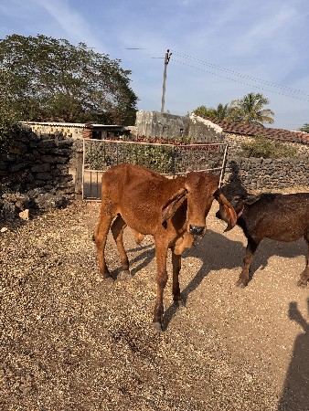 थंबनेल 3