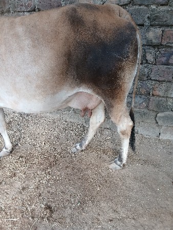 ગાય વેચવાની છે