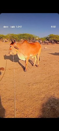 थंबनेल 2