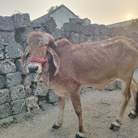 વેચવાની