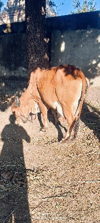 ગીર ઓડકી વેચવાની છે