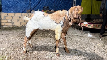 थंबनेल 3