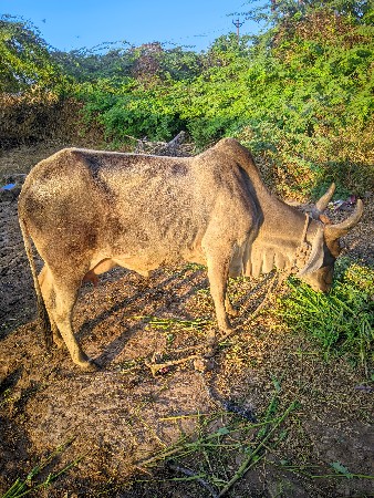 ગાય વેચવાની હે