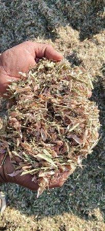 તુવેર નો નવો ભૂકો