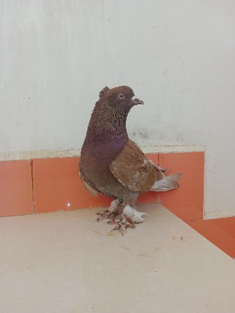 थंबनेल 3