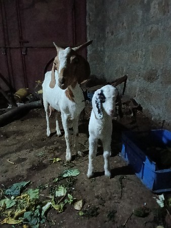 थंबनेल 3