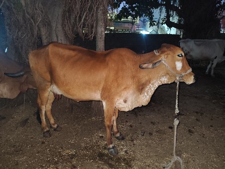 gircross gay vechvani che